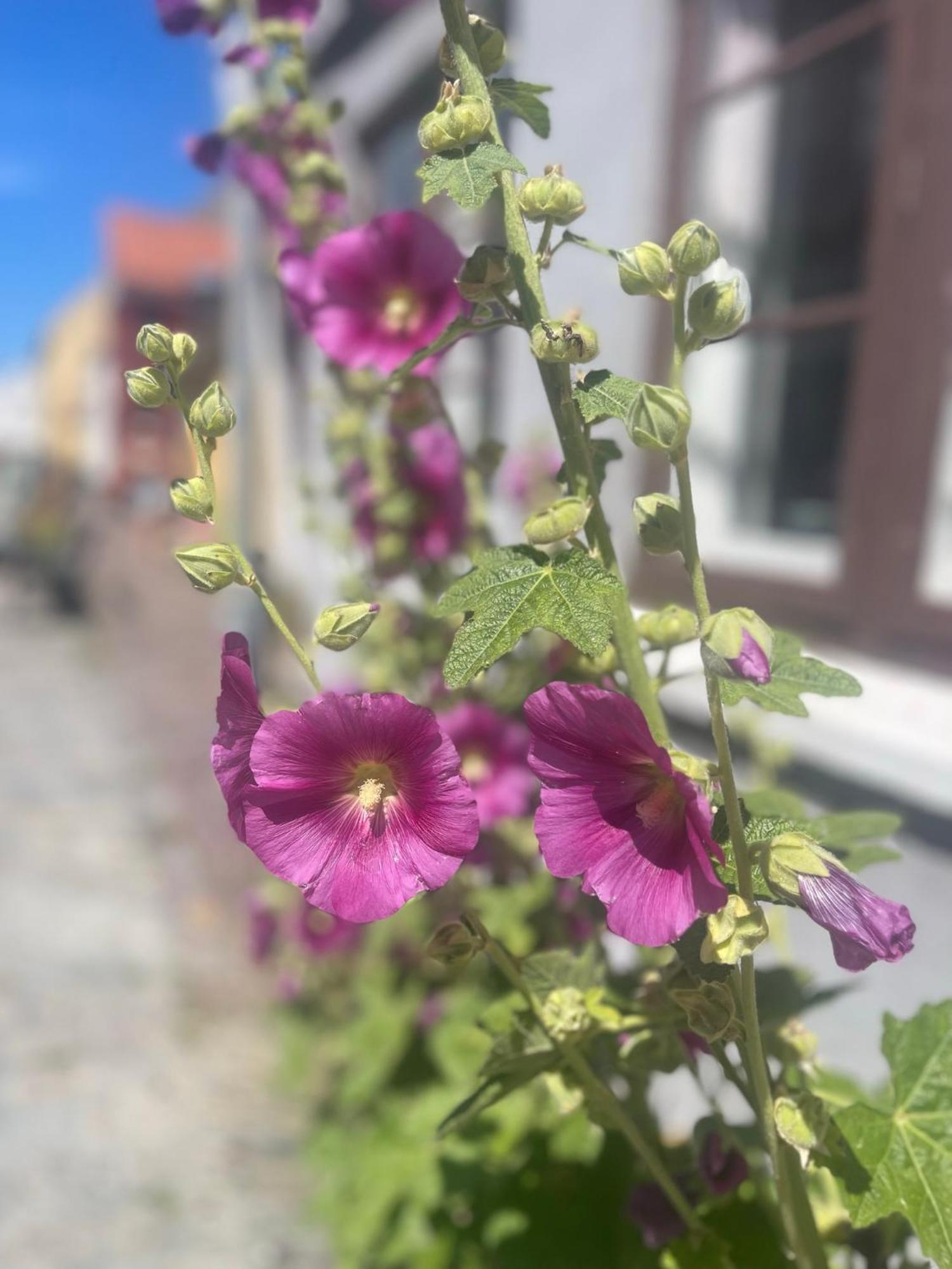 Blackberryhouse Ærøskøbing Εξωτερικό φωτογραφία