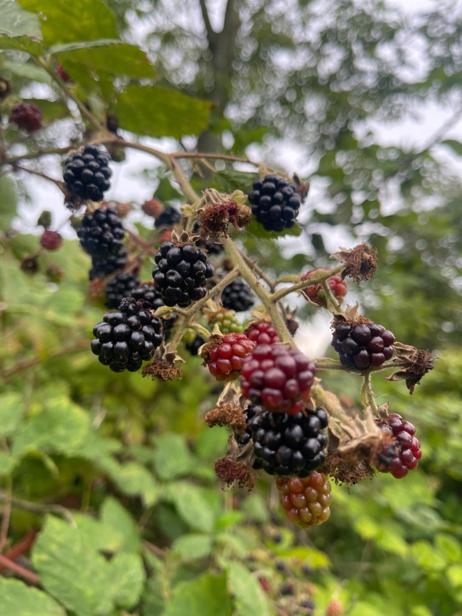 Blackberryhouse Ærøskøbing Εξωτερικό φωτογραφία